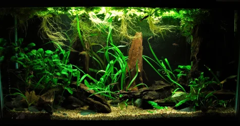 33g April 24-2019.webp