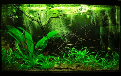 29g March 10-15.webp