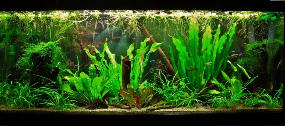 70g May 28-14 (1).JPG