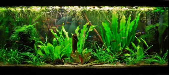 70g May 28-14 (1).webp