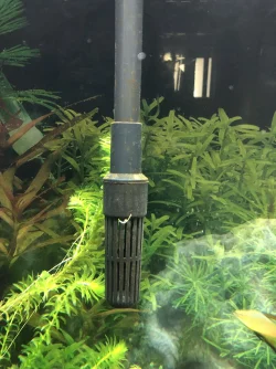 Algae1.webp