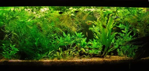 70g Jan 13-10.webp