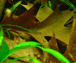 Corydoras pygmaeus fry week after hatching.JPG