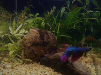 FISH TANKNEW.jpg