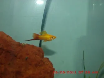 FISH 1.webp