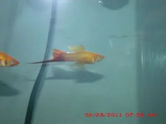 FISH 2.webp