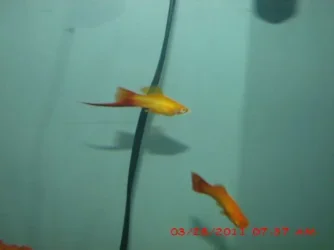 FISH 3.webp