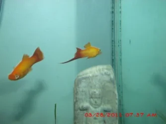 FISH 4.webp