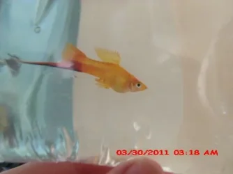 Fish 5.webp