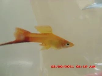 fish 6.webp