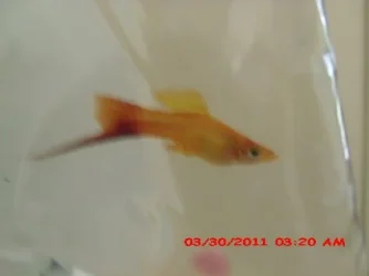 fish 7.webp