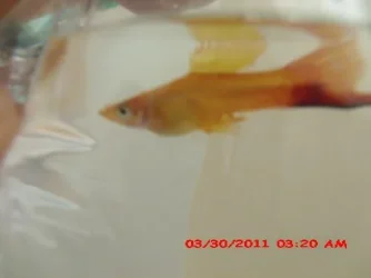 fish 8.webp