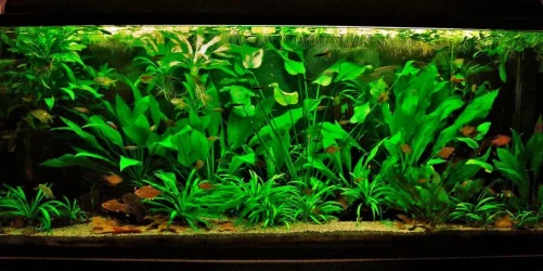 115g Aug 22-14.webp