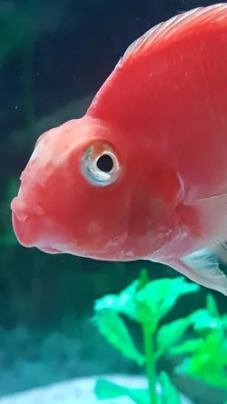Screenshot_20190702-234725_Gallery.webp