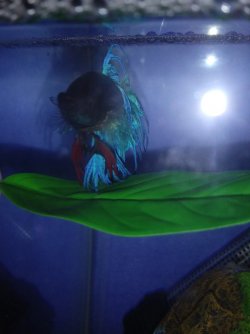 swimshadyfins.jpg swimshadyfins.jpg