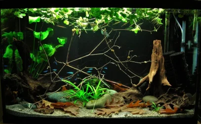 29g June 30-2019.webp