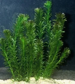 Egeria densa1.webp