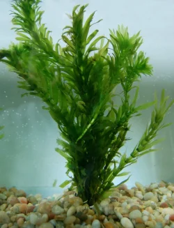 Egeria densa2.webp