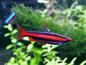 Nannostomus mortenthaleri1.webp