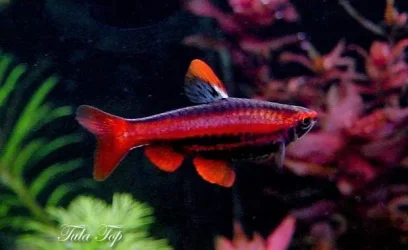 Nannostomus mortenthaleri3.webp