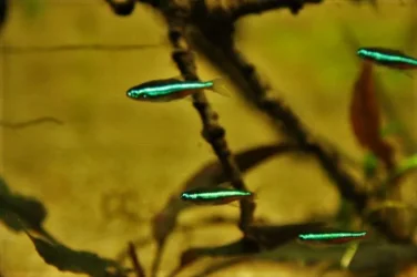 Paracheirodon simulans4.webp