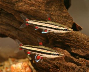 Nannostomus trifasciatus3.jpg