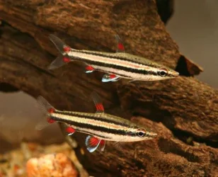 Nannostomus trifasciatus3.webp