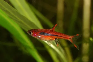 Boraras brigittae1.webp