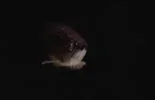 pheonixkingz sig pic-1.webp
