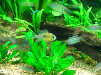 M. altispinosus male.webp