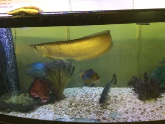 arowana.webp