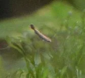 fry3.webp