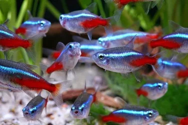 Paracheirodon innesi shoal.webp