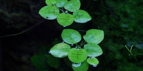 Limnobium laevigatum3 (Tropica).jpg