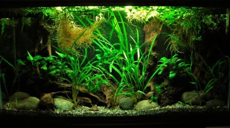 33g June 30-2019.webp