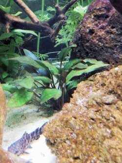 Plant 5.jpg Plant 5.jpg