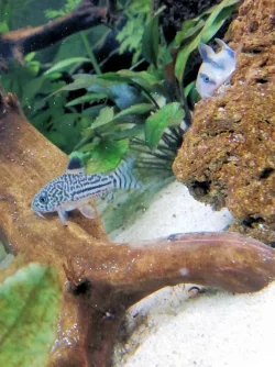 Corys.webp