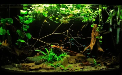 29g July 19-2019 (2).webp