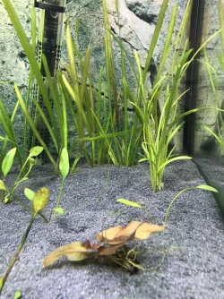 Algae2.webp