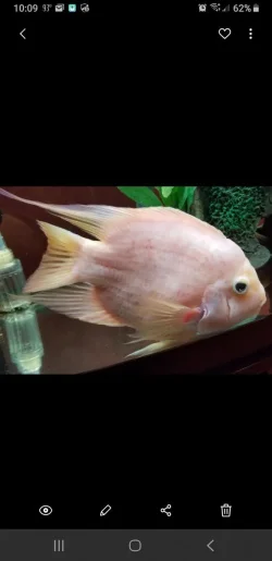 Screenshot_20190831-100952_Gallery.webp