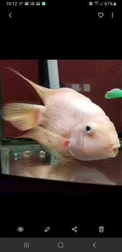 Screenshot_20190831-101220_Gallery.webp