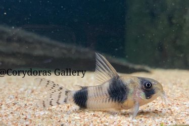 Corydoras tukano.jpg