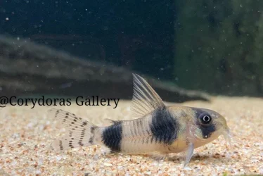 Corydoras tukano.webp