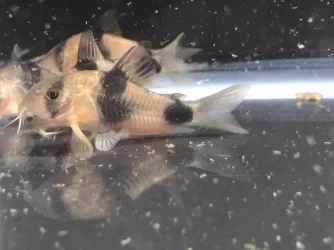 Corydoras weitzmani.webp