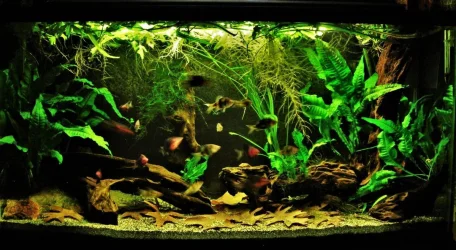 33g Aug 16-16.webp