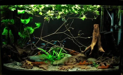 29g June 30-2019.webp
