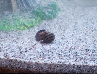 snail02.webp