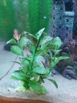 plant01.webp