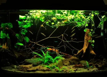 29g July 19-2019 (1).webp