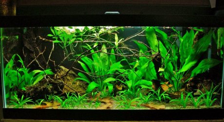 40g May 20-16.JPG